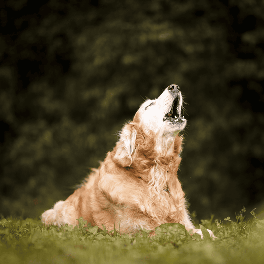 Why Do Dogs Bark and How to Stop Excessive Barking