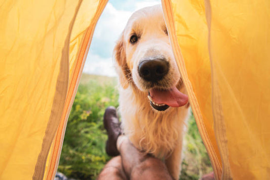 Camping with Dogs: Tips for Safe and Fun Adventures Together