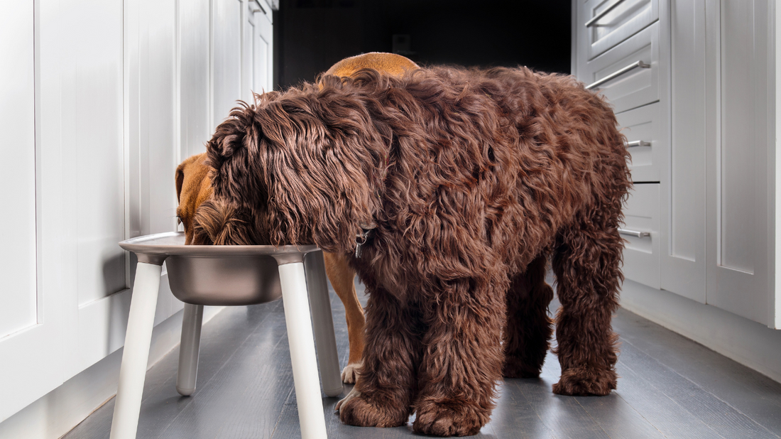 10 Proven Solutions When Your Dog Eats Too Fast: Prevent Dangerous Health Issues
