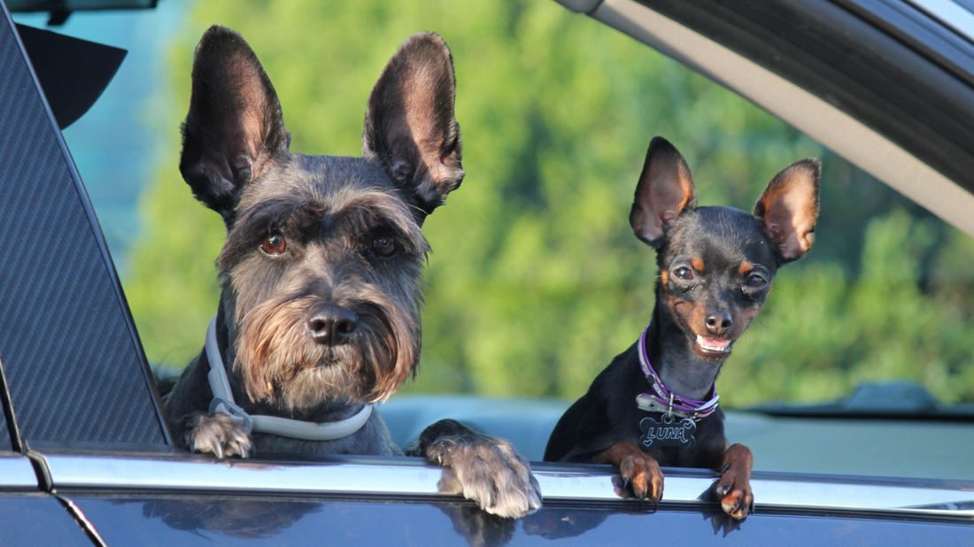 The Ultimate Guide to Dog Car Accessories for Long Trips