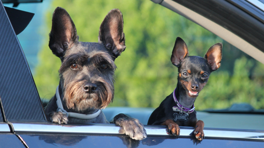 The Ultimate Guide to Dog Car Accessories for Long Trips