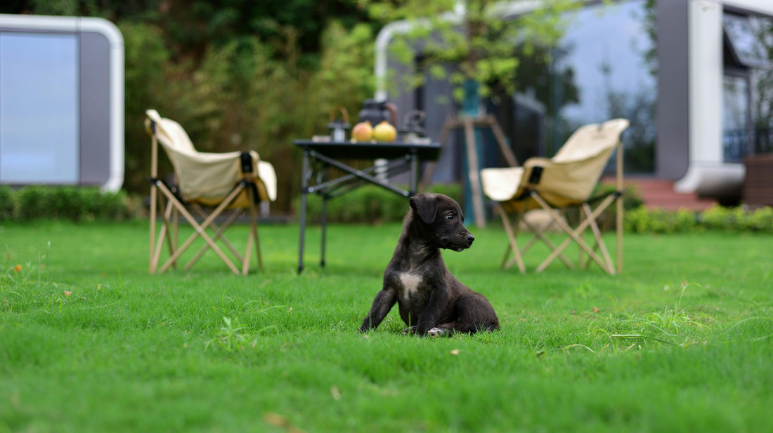 5 Best Dog-Friendly Caravan Parks in Victoria, Australia