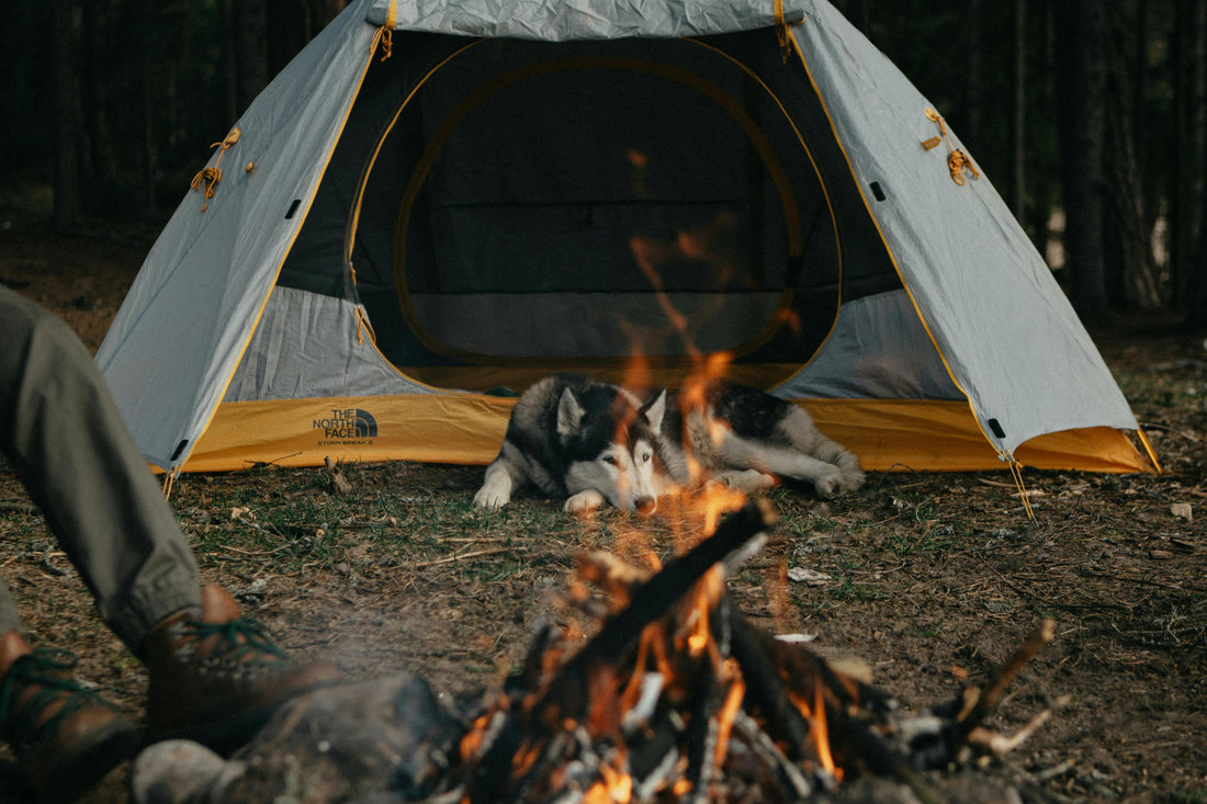 How to Stop Your Dog Barking at Night While Camping
