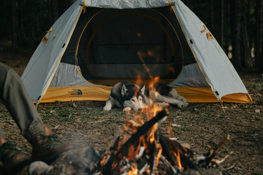 How to Stop Your Dog Barking at Night While Camping