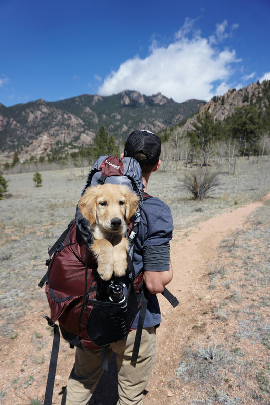 What to Pack for Camping with Your Dog (Complete Checklist)
