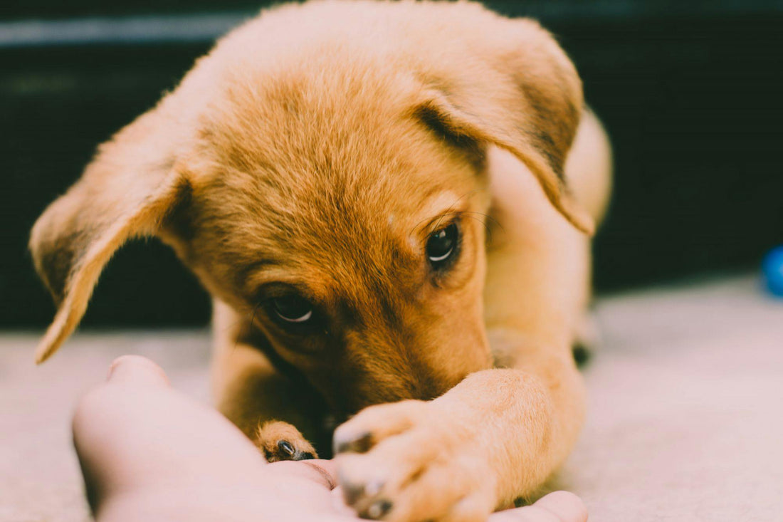 How to Stop a Puppy From Whining When You Leave: A Complete Training Guide