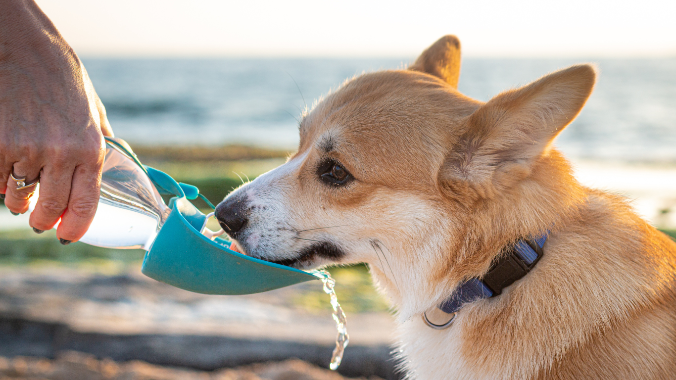 Dog Bowls & Drinkers