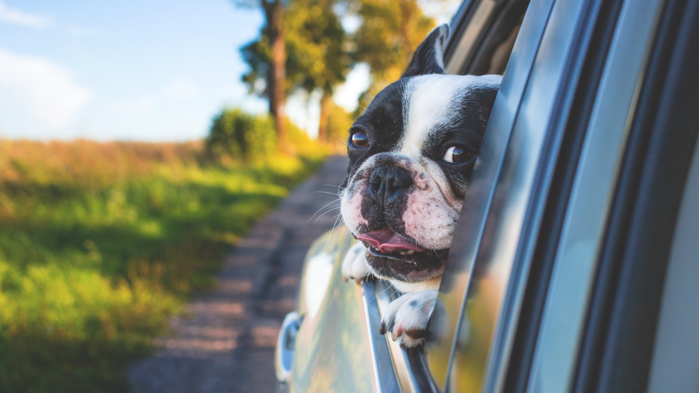 Dog Car Accessories